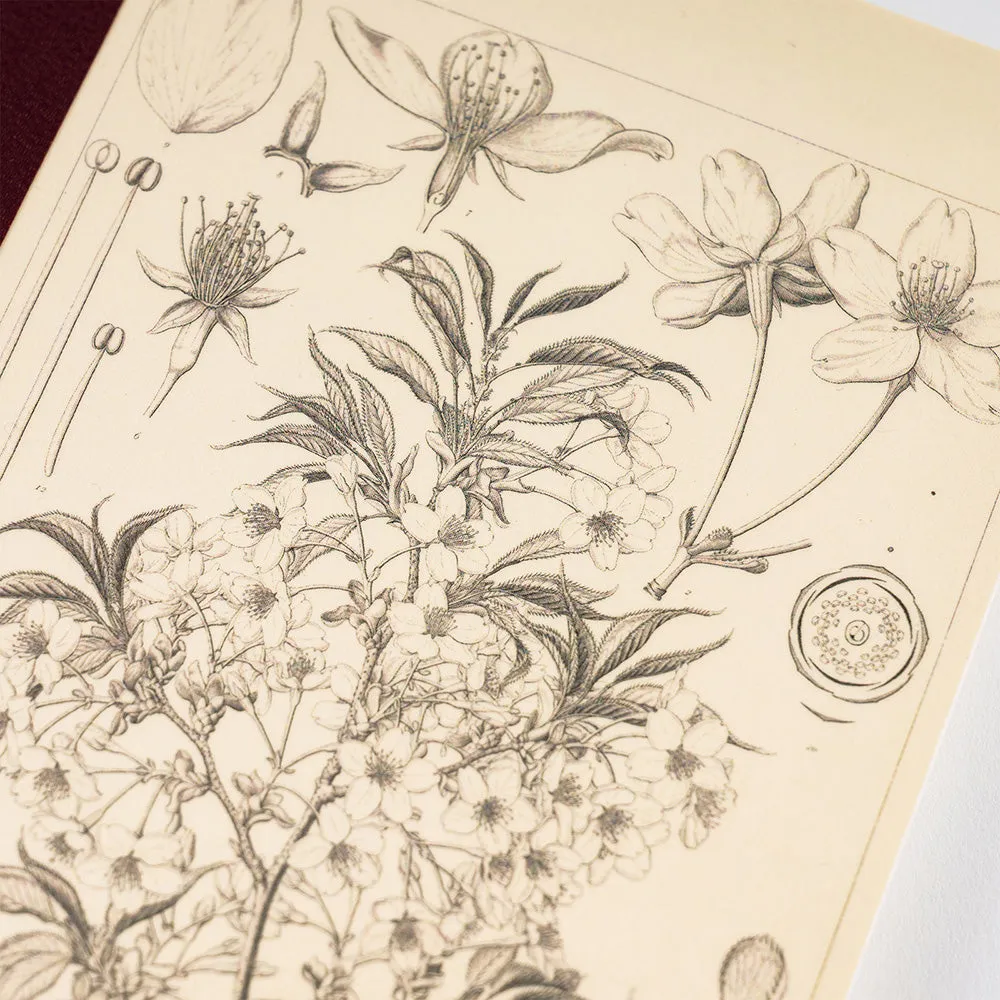 Hobonichi Plain Notebook [Tomitaro Makino: Yamazakura] A5